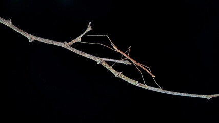 Wall Mural - Stick insect or Phasmids (Phasmatodea or Phasmatoptera) also known as walking stick insects, stick-bugs, bug sticks or ghost insect. Green stick insect camouflaged on tree. Selective focus, copy space