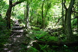 Fototapeta Krajobraz - a refreshing spring forest with a path