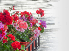 Pelargonium Flowers In The Summer Rain, Copy Space