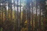 Fototapeta Las - summer landscape in forest background panorama nature summer season landscape trees