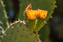 Prickly Pear Cactus (Opuntia Ficus-indica) With Orange Flowers.