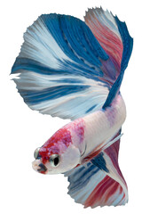 Wall Mural - Close up of  colorful Betta fish. Beautiful Siamese fighting fish, Fancy Betta splendens isolated on white background.