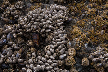 A Closeup Collection Of Gooseneck Barnacles, Acorn Barnacles, Snails, Mussels And Sea Anemones On A Rock At Low Tide On Ruby Beach In Olympic National Park In Washington State. 
