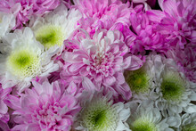 White, Yellow And Pink Double Chrysanthemum Bouquet Used As Floral Background, Traditional Flowers, Top View, Horizontal, Copy Space
