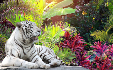 Wall Mural - Horizontal banner with palm leaves and a lying white tiger