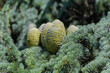 Green cedar cones with drops of resin