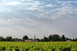 Vineyards in Medoc country. Blaignan-Prignac Village 