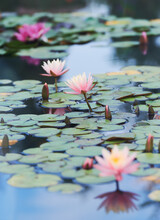 Pink Water Lily Lotus Flower In Pond Green Leaves.	