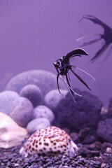 a black angel fish in fishbowl