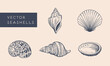 vector seashells