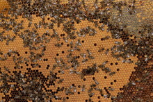 Bees On Honeycomb. Honeycomb Frame With Young Bee Brood And Honey.