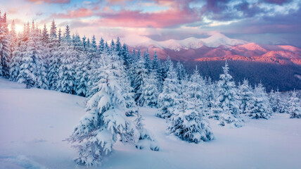 Sticker - Superb sunrise in the mountains. Fresh snow covered slopes and fir trees in Carpathian mountains, Ukraine, Europe. Ski tour on untouched snowy hills. Beauty of nature concept background.