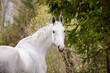 portrait of beautiful holstein grey stallion horse on green forest background