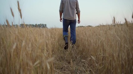 Wall Mural - Man walking through a wheat field. The man from the back is walking on his field.