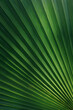canvas print picture - palm leaf texture natural tropical green leaf close up