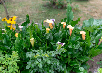 summer flowers in the garden on a sunny day, gardener summer