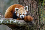 Fototapeta Zwierzęta - Red panda (Ailurus fulgens) on the tree. Cute panda bear in forest habitat.