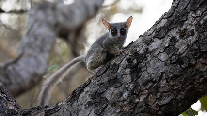 bushbaby in a marula tree