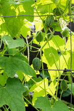 Cucamelon (Melothria Scabra) In Home Garden. Own Mouse Melon Organic Fruits Plant.