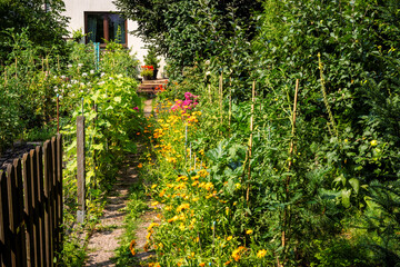 Plants and flowers in home garden. Own fruits and vegetables.