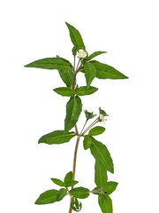 Wall Mural - Eclipta Alba, Eclipta Prostrata or Bhringraj, also known as False Daisy isolated on white background, herbal medicinal plant effective in Ayurvedic medicine.