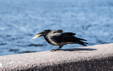 Wall Mural - a crow is sitting on the parapet of the embankment with a piece of cheese in its beak