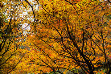 Wall Mural - colorful autumn trees in orange and yellow leaf color,the trees in tropical forest with sun shining against on sky in autumn season , Japan