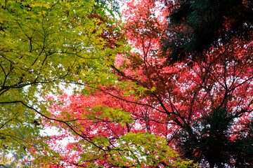 Wall Mural - Colorful maple trees in autumn season against isolated white sky ,focus maple branch good background landscape in Japan.