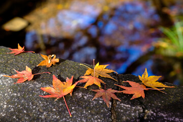 Wall Mural - Autumn maple leaf on concrete road on puddle background,orange or  yellow maple leaf fall down in fall season.