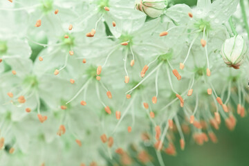 Wall Mural - beautiful abstract floral background. white flowers in the morning garden, blurred selective focus