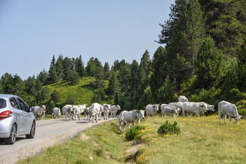 Poster - vache montagne Pyrénées Ariège Plateau de Beille France agriculture viande lait