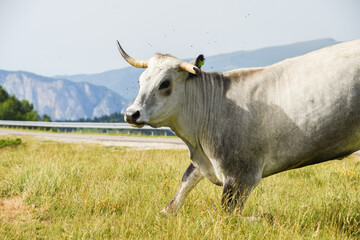 Poster - vache montagne Pyrénées Ariège Plateau de Beille France agriculture viande lait