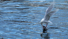 A Seagull Grabs A Fish From The Sea,  Ilulissat, Greenland