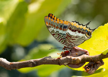 Photos Of Butterflies From Wildlife And Nature