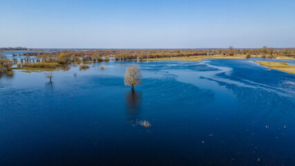 Flooded trees during a period of high water. Trees in water. Landscape with spring flooding of Pripyat River near Turov, Belarus.