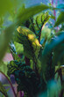 Junge Mangold Pflanze im Hochbeet