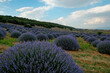 Clusters of purple flowers on a lavender farm. Beautiful landscape of aromatic plants farm. Copy space for text, panoramic background.