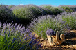 Close up shot of straw bag and broad brim hat near the clusters of purple flowers on a lavender farm. Beautiful landscape of aromatic plants farm. Copy space for text, panoramic background.