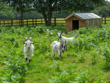 Pretty Black And White Goats In A Field Full Of Ferns