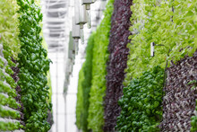 Rows Of Vegetables In Organic Vertical Farming