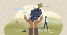 Harvesting Season Scene With Farmer And Organic Fruits Tiny Person Concept. Autumn Plant Collecting Process With Raw Grapes Vector Illustration. Plantation And Cultivation With Local Land And Vineyard