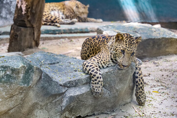 Wall Mural - The leopard tiger is rest in rock garden