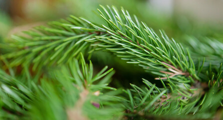 Sticker - Background of green fir branches for Christmas New Year celebration greeting card design	