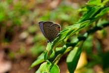 A Butterfly That Reaches The Top Of The Leaf With A Beautiful Gray Dominant Color
