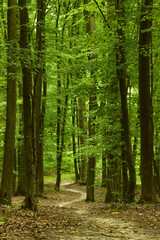 Naklejka na meble Landscape with a forest road on a cloudy day.