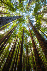 Canvas Print - Cement Creek Redwood Forest in Australia