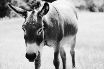 Poster - Miniature donkey portrait with selective focus and shallow depth of field during summer sunshine.