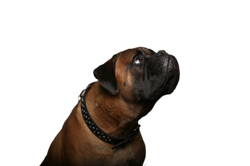 Wall Mural - Beautiful dog in front of a white background