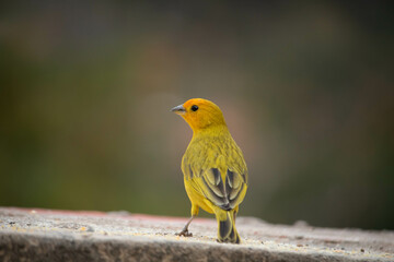 Canario da terra ou Canario da horta. The land canary Scalis flaveola, is also known as the vegetable garden canary