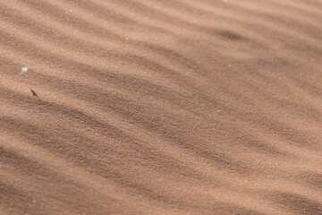 Poster - View of waves on the sand; sandy dunes of the Sahara desert in Morocco